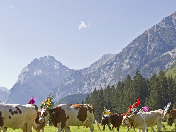 Transhumance et fête paroissiale au Tyrol