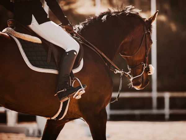 L'académie équestre de Versailles